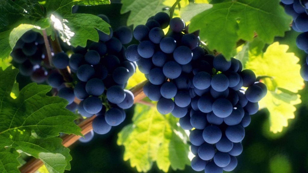 Экстракт винограда в составе нового продукта CardioDrive
